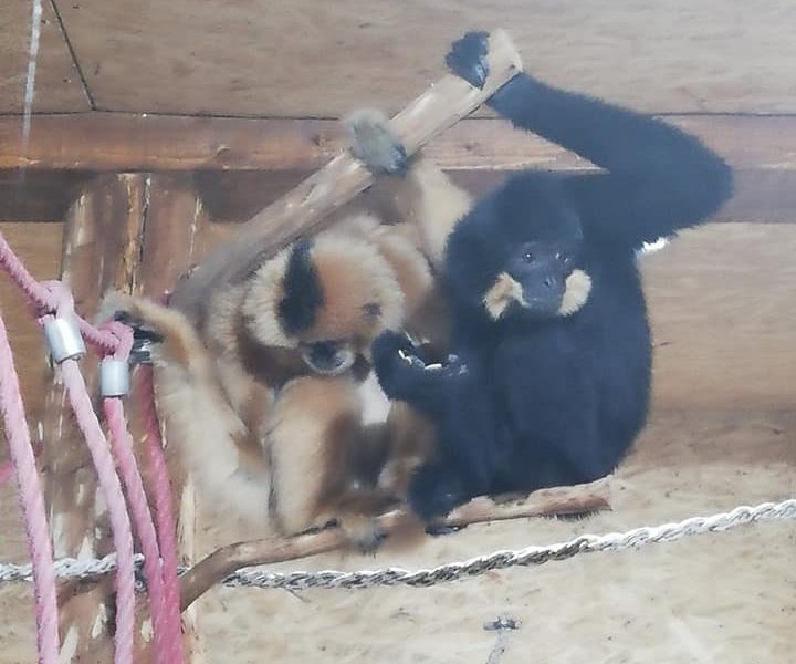 Par gibona novi stanovnici Pionirske doline i zoo vrta