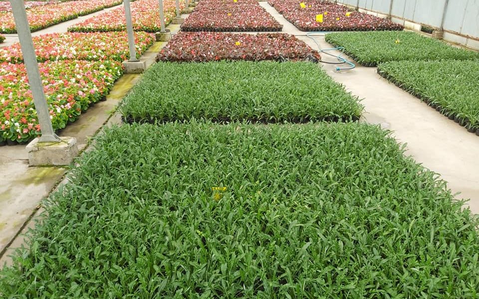 Rasadnik Parka proizveo 100.000 komada sezonskih cvjetova za sarajevske površine