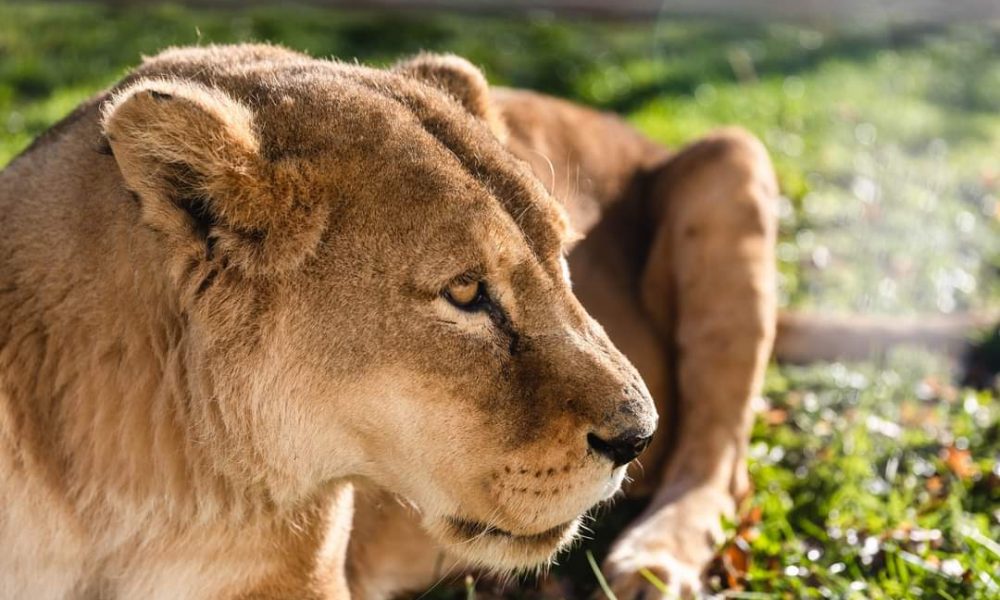 Zimsko radno vrijeme Pionirske doline i zoo vrta svaki dan od 7:30 do 16:00h