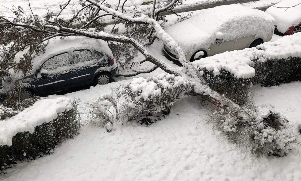 Parkova jedinica za njegu i zaštitu stabala uklanja stabla koja je obrušio snijeg