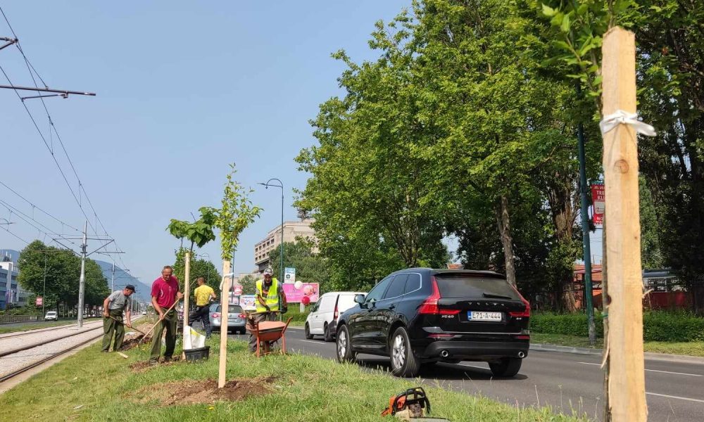 Preduzeće Park novim stablima uređuje zeleni pojas uz novu sarajevsku tramvajsku prugu