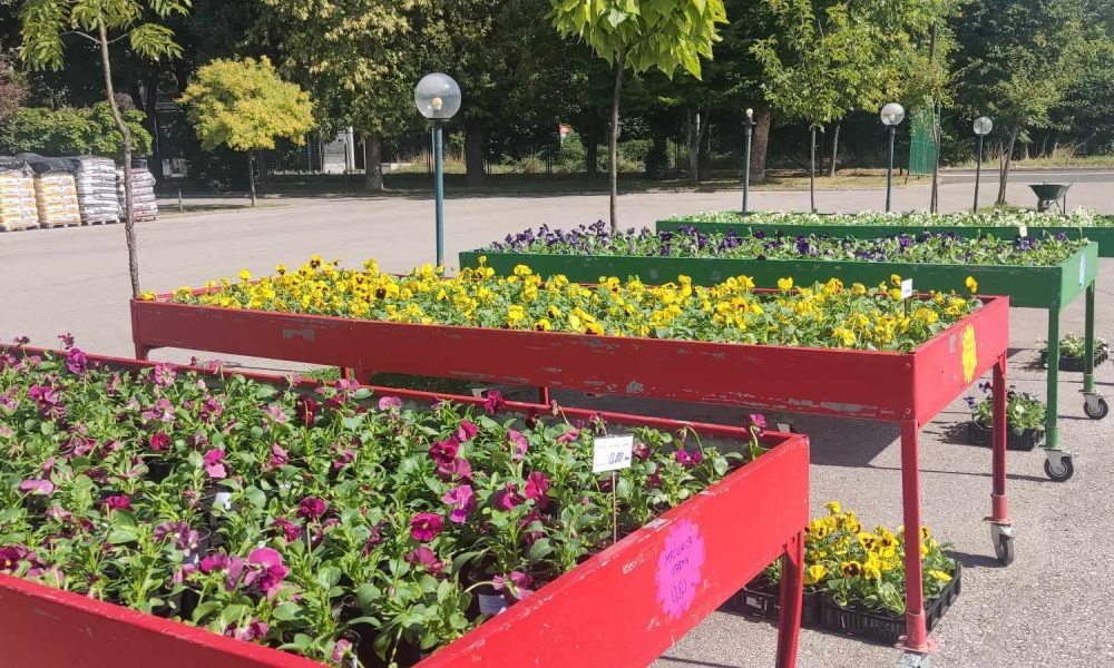 Parkov vrtni centar Flora već nudi bogat asortiman sezonskog dvogodišnjeg cvijeća